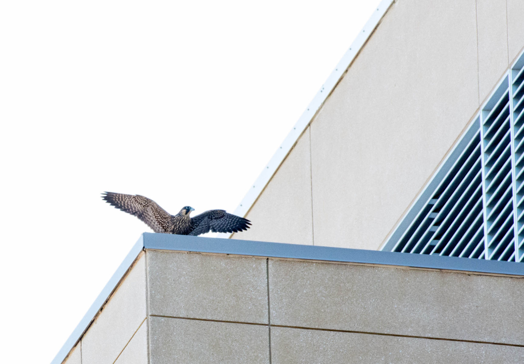 falcon on ledge